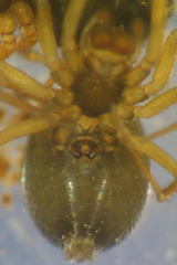 Mermessus trilobatus