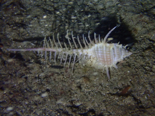 Venus' Comb Murex — seen at this dive site
