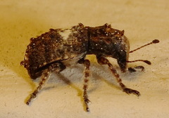 Toxonotus cornutus
