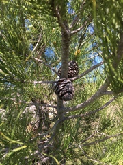 Pinus taeda