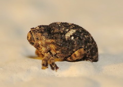 Eubulus bisignatus