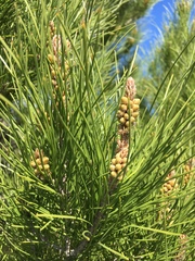 Pinus taeda