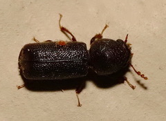 Prostephanus punctatus