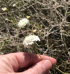 Chaenactis fremontii