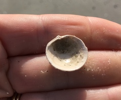 Divalinga quadrisulcata