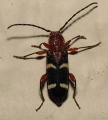 Phymatodes varius