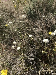 Chaenactis fremontii