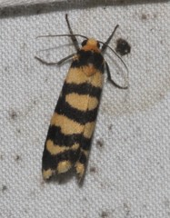 Scaptesyle equidistans