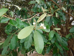 Morisonia ferruginea