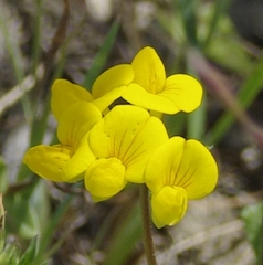 Lotus corniculatus corniculatus