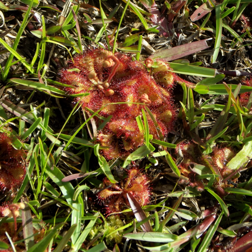 Drosera brevifolia