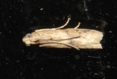 Ptyomaxia trigonogramma