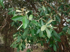 Morisonia ferruginea