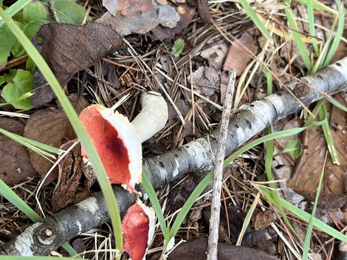 Russula rosacea