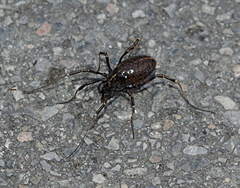 Egaenus convexus