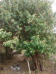Morisonia ferruginea