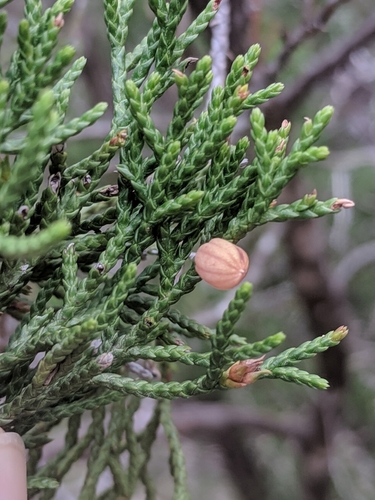 Striped Juniper Gall