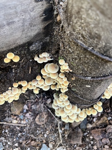 Hypholoma fasciculare