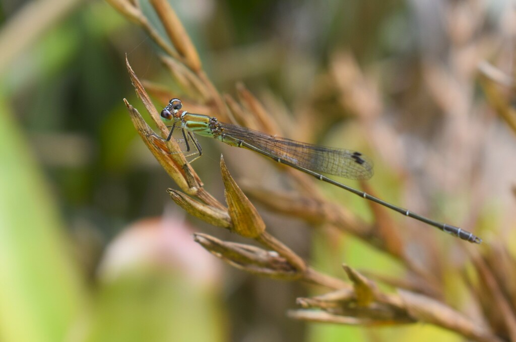 Leptagrion dispar