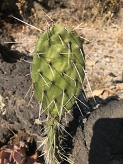 Opuntia rzedowskii