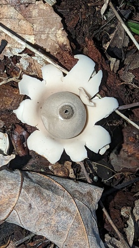 Geastrum