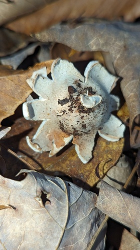 Geastrum (Photo 2 of 2)