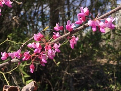 Cercis canadensis