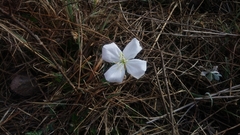 Oenothera tetraptera
