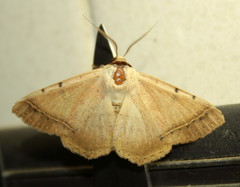 Ctenusa pallida