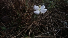 Oenothera tetraptera
