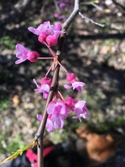 Cercis canadensis