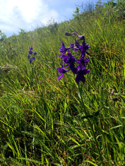 Delphinium patens