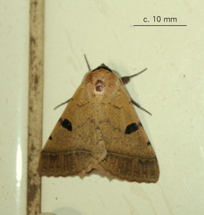 Ctenusa pallida