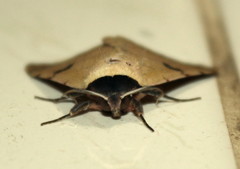 Ctenusa pallida