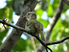 Oncostoma cinereigulare