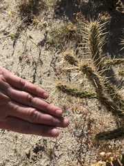 Cylindropuntia ganderi