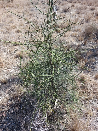 Desert lime (Citrus glauca)