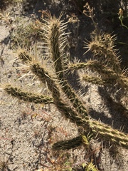 Cylindropuntia ganderi