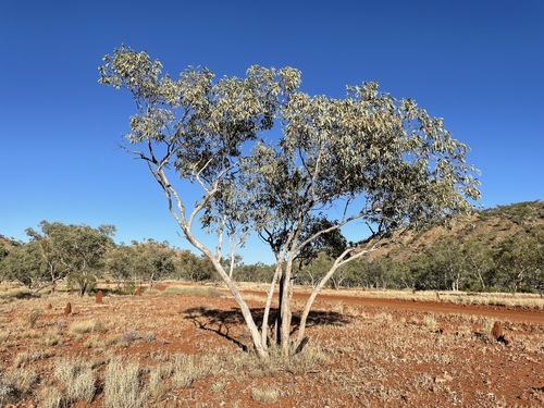 Eucalyptus limitaris