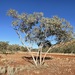 Eucalyptus leucophylla - Photo 由 Dean Nicolle 所上傳的 (c) Dean Nicolle，保留部份權利CC BY-NC