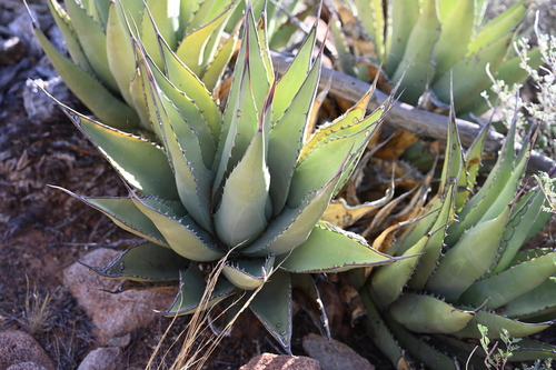 Agave cerulata