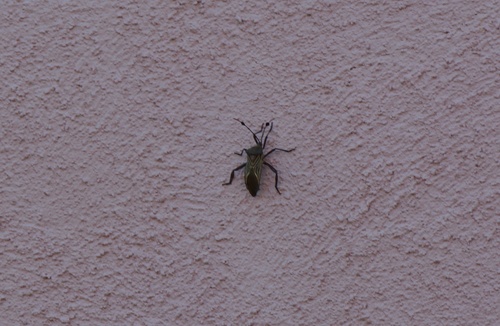 Giant Mesquite Bug photo 6