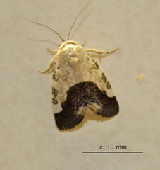 Acontia discoidea