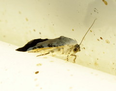 Acontia discoidea