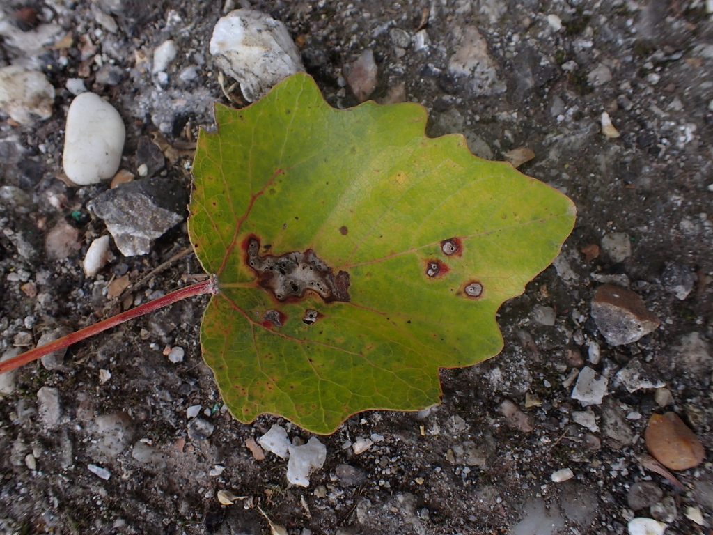 Lasioptera populnea