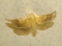 Acontia discoidea