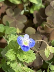 Veronica persica