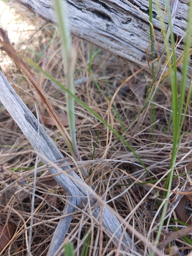 Image of Thelymitra albiflora by (c) Brendan Costello, some rights reserved (CC BY)