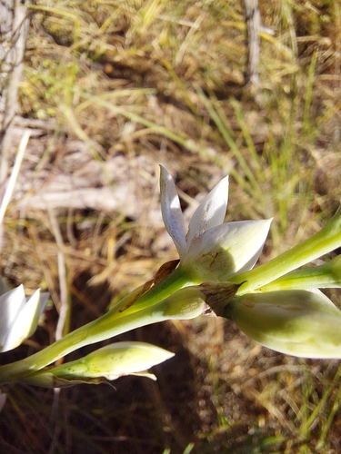 Image of Thelymitra albiflora by (c) Brendan Costello, some rights reserved (CC BY)