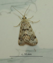 Tegostoma comparalis